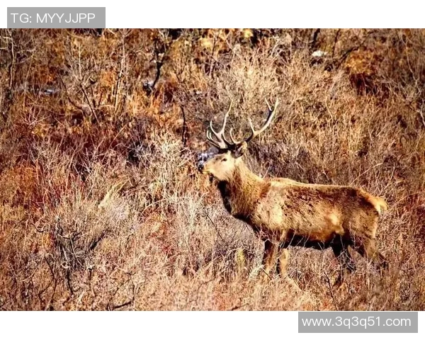 雄鹿栖息地保护与生态平衡:探索自然界中的王者生物群落 雄鹿栖息地保护与生态平衡:探索自然界中的王者生物群落